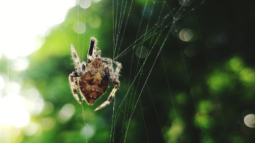 Close-up of spider on web