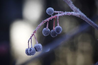 Close-up of frozen tree during winter