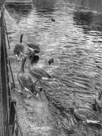 View of birds swimming in lake