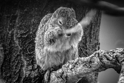 Close-up of a squirrel