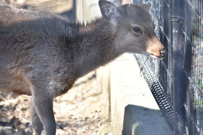 Close-up of deer in zoo