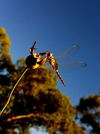 Low angle view of insect against blue sky