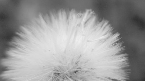 Close-up of white flower