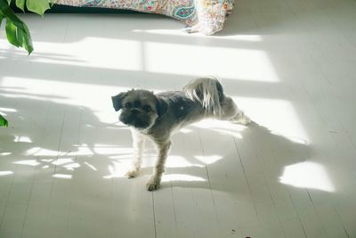 Portrait of dog on floor at home