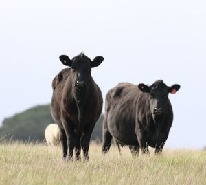 Cows standing in a field