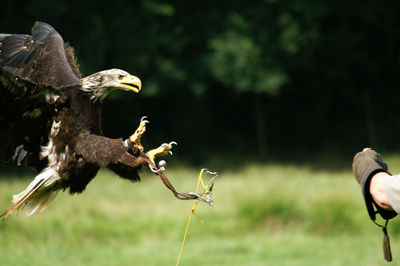 Birds flying in a bird