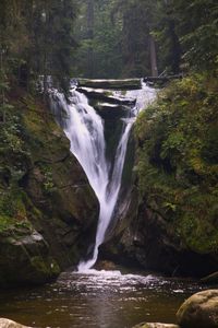Scenic view of waterfall in forest