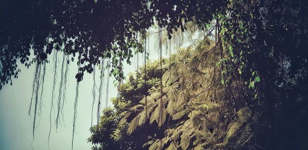 Low angle view of plants against the sky