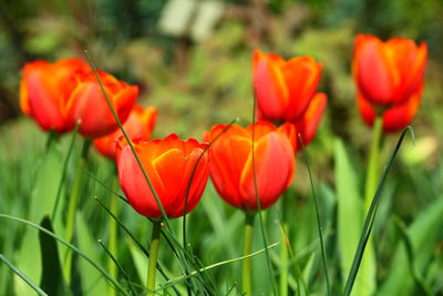 Close-up of red tulips on field