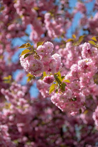 Close-up of pink cherry blossom