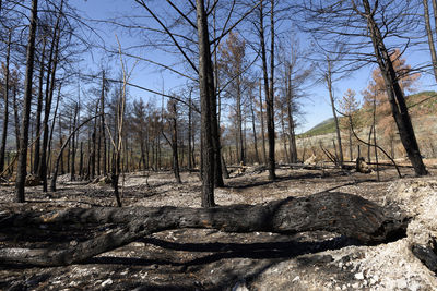 Bare trees in forest