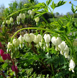 Close-up of white flowers growing on tree