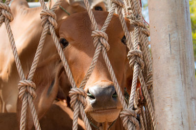 Close-up of cow