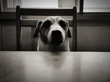 Close-up of dog looking away