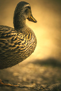 Close-up of duck