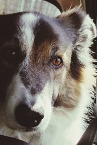 Close-up portrait of dog