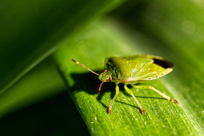Close-up of insect on leaf