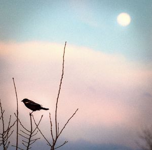 Bird perching on branch against sky