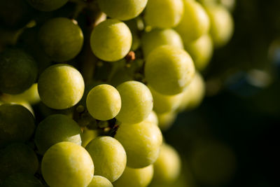 Close-up of grapes