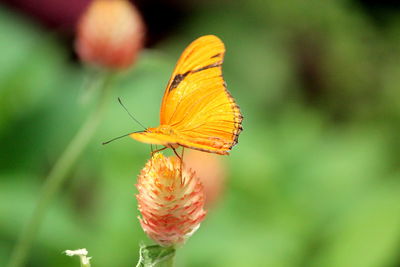 Close-up of butterfly pollinating on orange flower