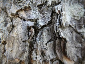 Full frame shot of tree trunk