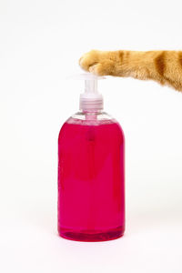 Close-up of a cat in bottle