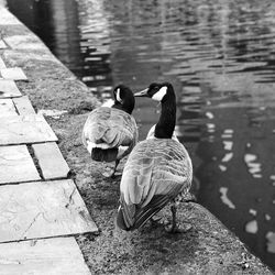 Rear view of swans swimming on lake