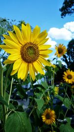 Close-up of sunflower blooming in field