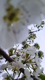 Close-up of white flowers