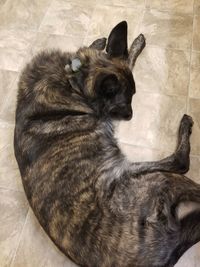 High angle view of cat sitting on floor