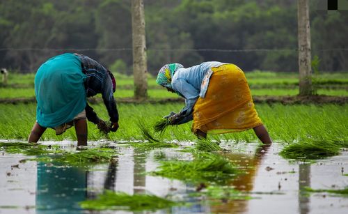 Rear view of people working in water