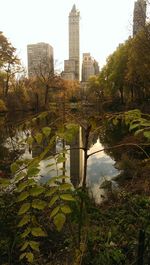 Reflection of trees in river