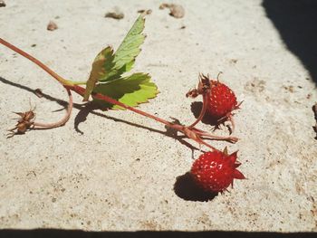 High angle view of red berries growing on plant