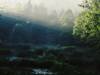 Scenic view of river in forest