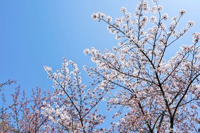 Low angle view of cherry blossoms against sky