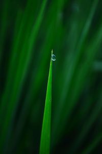 Close-up of water drops on blade of grass