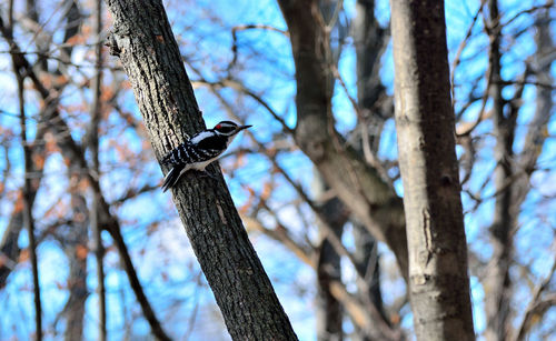 Low angle view of bird perching on tree