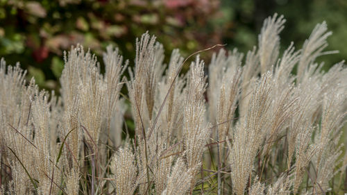 Close-up of stalks in field