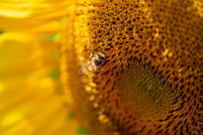 Close-up of insect on leaf