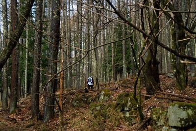 Bare trees in forest