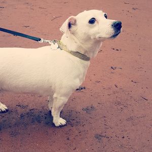 Close-up of dog standing outdoors