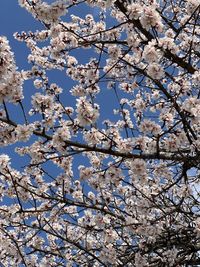 Low angle view of cherry blossom tree