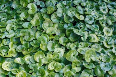 Full frame shot of plants