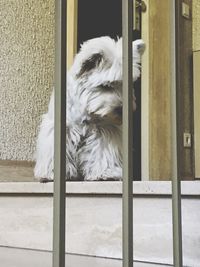 White dog seen through glass window