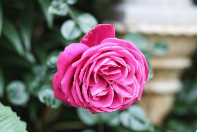 Close-up of pink rose