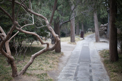 Footpath in forest