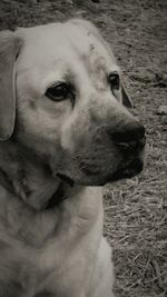 Close-up portrait of dog