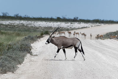 Side view of antelope walking on field