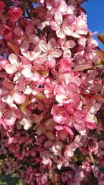 Low angle view of pink flowers