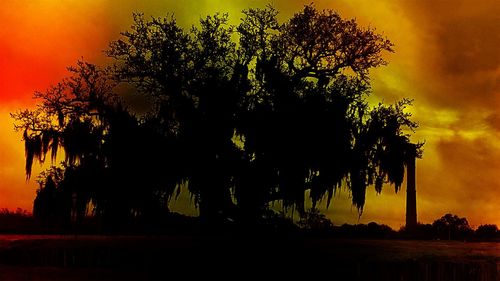 Silhouette of trees at sunset